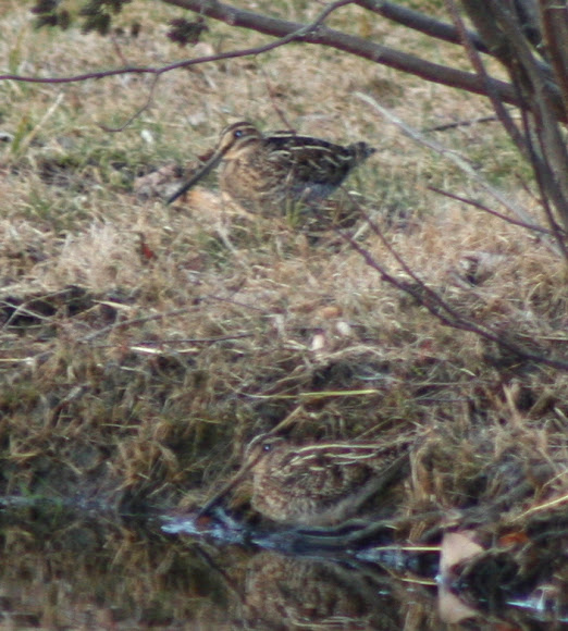 Spotting Image 1