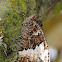 Great Banded Grayling, Rey moro
