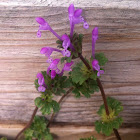Henbit