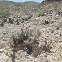 Opuntia bradtiana