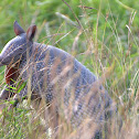 Nine-banded Armadillo