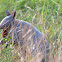 Nine-banded Armadillo