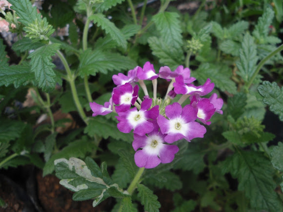 Spotting Image 1