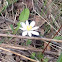 Bloodroot