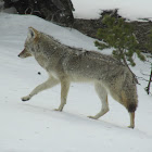 Coyote