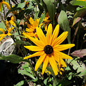 Black Eyed Susan