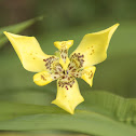 Yellow Walking Iris