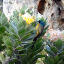 Orange-breasted Sunbird