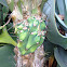 Peruvian Apple Cactus