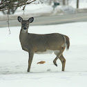 White-tailed Deer