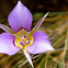 Sagebrush Mariposa Lily