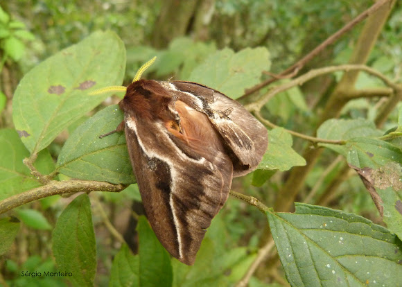 Spotting Image 1
