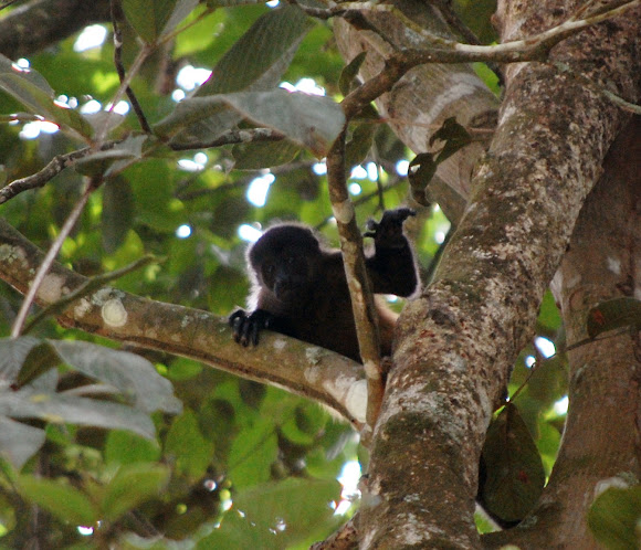 Spotting Image 1