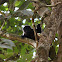 Howler Monkey