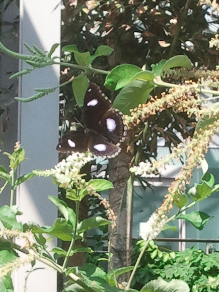 Spotting Image 1