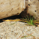 Garter Snake