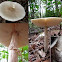 unknown Amanita mushroom