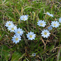 Gentiana sedifolia