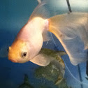 Fantail Goldfish