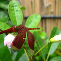 Straight-edged Red Parasol Dragonfly (Male)