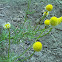 Mayweed
