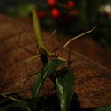 Indian Green Stick Insect