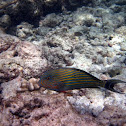 Lined Surgeonfish