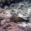 Lined Surgeonfish