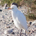 Cattle Egret; Garcilla Bueyera
