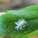 Mealybug