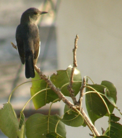 Spotting Image 1
