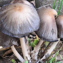 Mica Ink-Cap