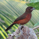 Brazilian Tanager (female)