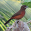 Brazilian Tanager (female)