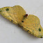 Geometrid moth