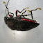 Bug with foot parasites