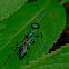 Sphecid wasp