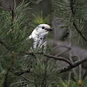 Clark's Nutcracker
