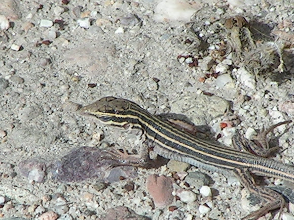Spotting Image 1