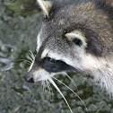 Racoon