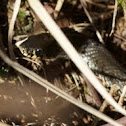 Grass Snake