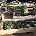 Hen & Chicks
