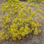 Grass-leaved Goldenrod or Flat-top Fragrant Goldenrod