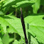 Ebony Jewelwing - Female  