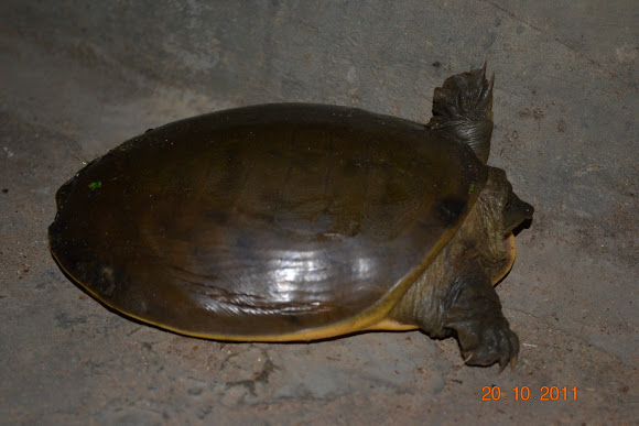 Spotting Image 1