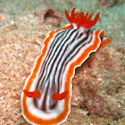 Magnificent Nudibranch