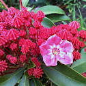 Mountain Laurel