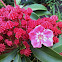 Mountain Laurel