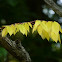 Kentucky Coffee Tree