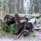 Western red cedar